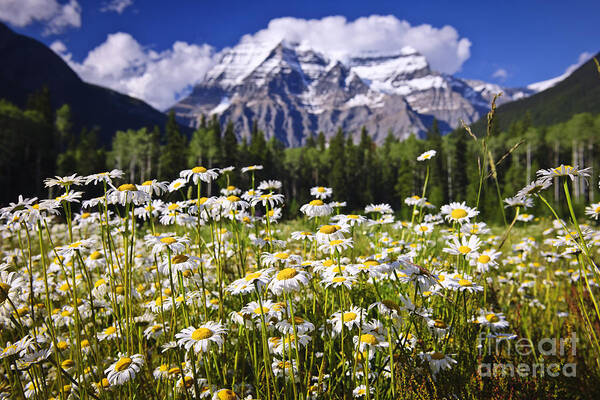 Daisies Art Print featuring the photograph Daisies at Mount Robson by Elena Elisseeva