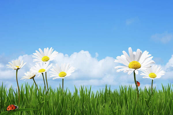 Grass Art Print featuring the photograph Daisies In A Summer Meadow by Andrew Dernie