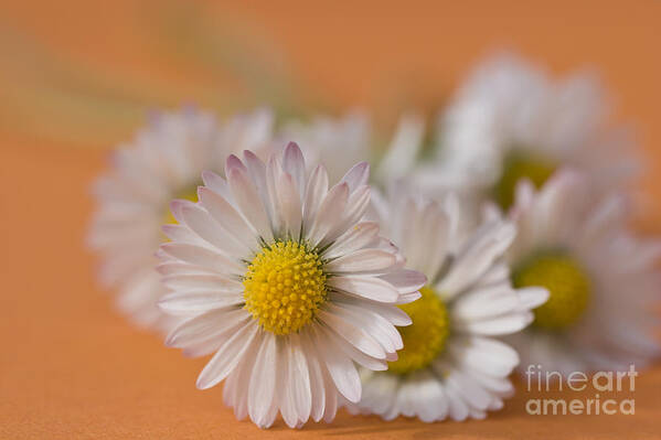  Bloom Art Print featuring the photograph Daisies on Orange by Jan Bickerton