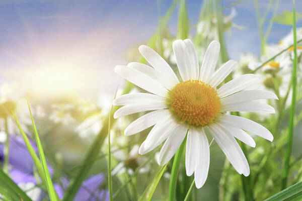 Scenics Art Print featuring the photograph Daisy Close-up In Sunlight by Pobytov