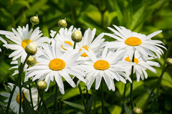 White Art Print featuring the photograph Daisy Delight by Bill Pevlor