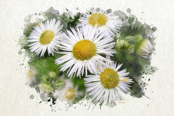 Daisy Art Print featuring the mixed media Daisy Watercolor Flowers by Christina Rollo