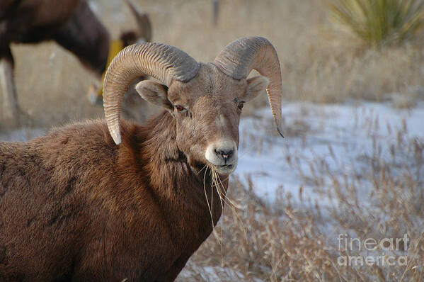 Crisp Art Print featuring the photograph Dakota Big Horn Sheep by Joan Wallner