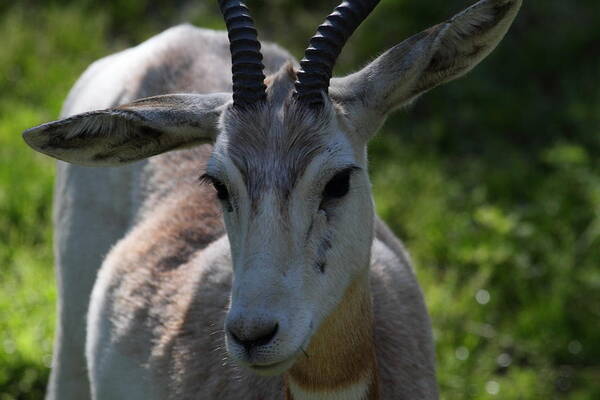 National Art Print featuring the photograph Dama Gazelle - National Zoo - 011311 by DC Photographer