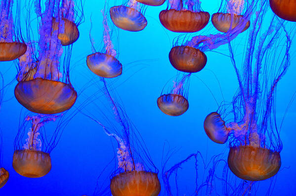 Jellyfish Art Print featuring the photograph Dance of the Jellyfish by Spencer Hughes