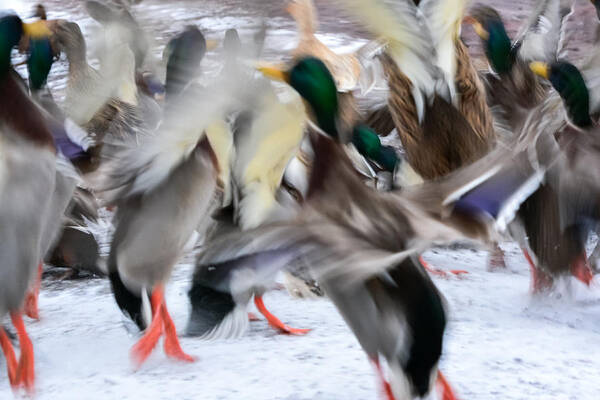Mallards Art Print featuring the photograph Dancing Ducks by Holden The Moment