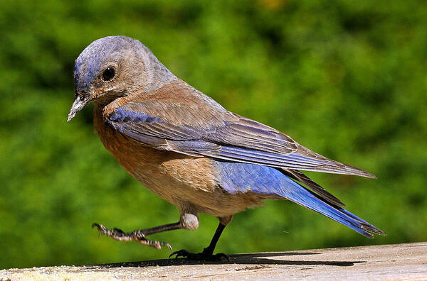 Animals Art Print featuring the photograph Dancing Western Bluebird by Jean Noren