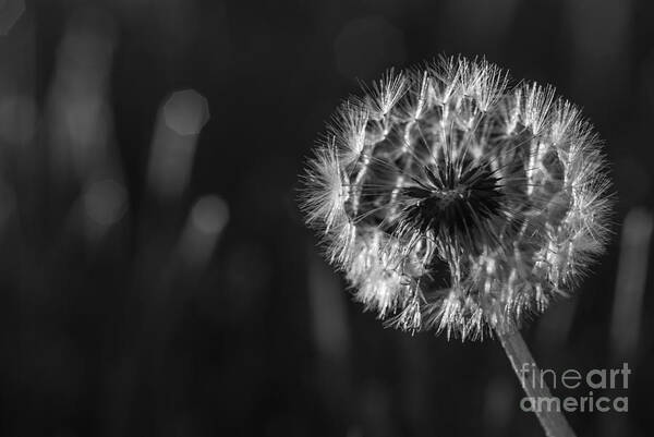 Dandelion Art Print featuring the photograph Dandelion in black and white by Vishwanath Bhat