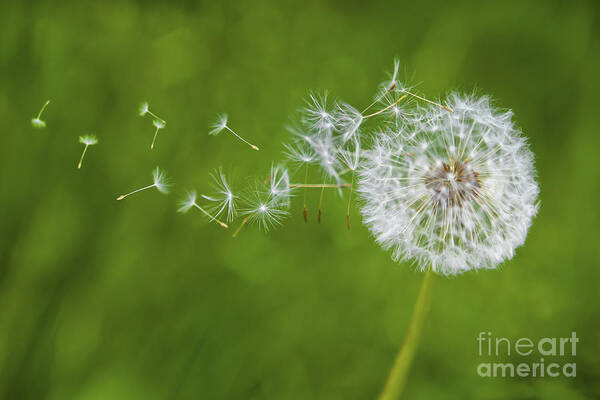 Dandelion Art Print featuring the photograph Dandelion in the Wind by Diane Diederich