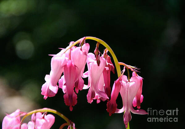 Flower Art Print featuring the photograph Dangle by Susan Herber