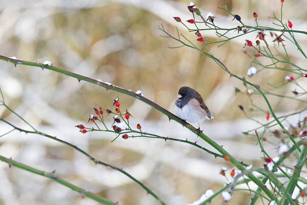 Adult Art Print featuring the photograph Dark-eyed Junco by Michael Russell