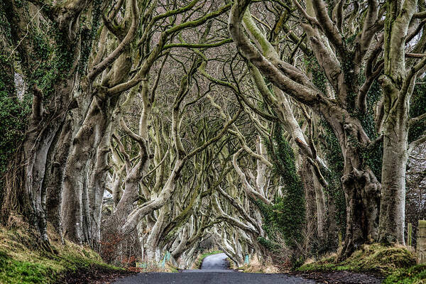 Dark Hedges Art Print featuring the photograph Dark Hedges by Nigel R Bell