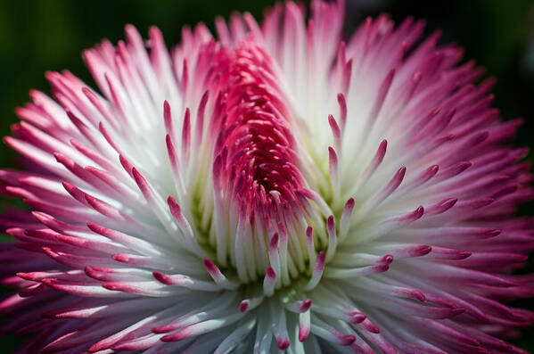 Petals Art Print featuring the photograph Dark Pink and White Spiky Petals by Jordan Blackstone