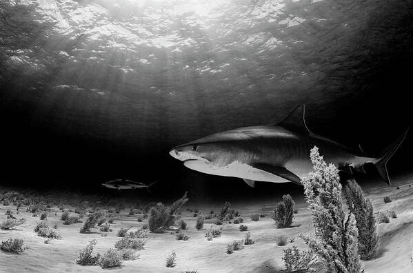 Underwater Art Print featuring the photograph Dark Tiger by Ken Kiefer