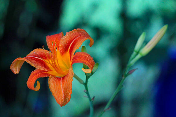 Flower Art Print featuring the photograph Day Lily 3 by Jim Vance