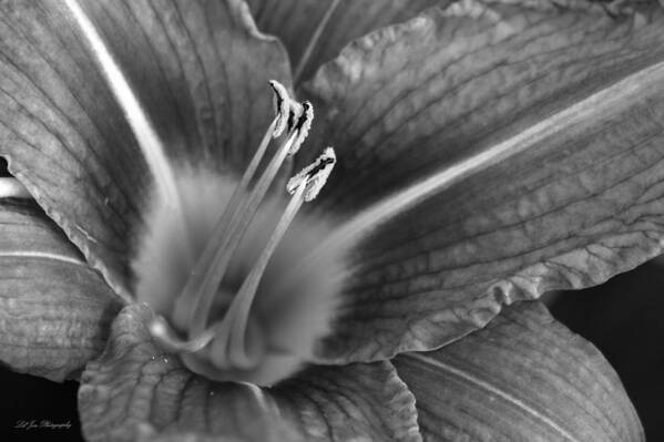 Lily Art Print featuring the photograph Day Lily In Black and White by Jeanette C Landstrom