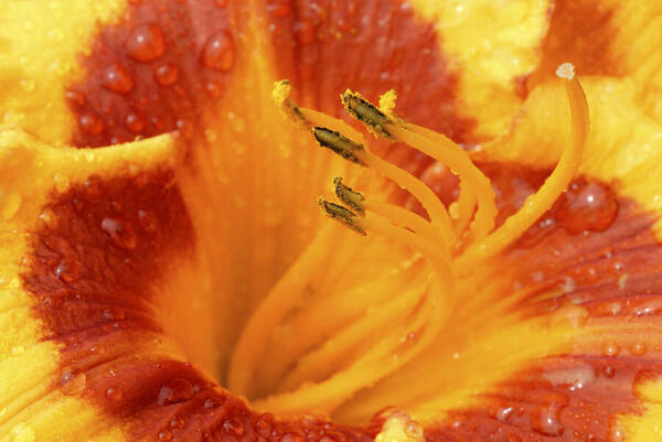 Day Lily Art Print featuring the photograph Day Lily in the rain - 688 by Paul W Faust - Impressions of Light