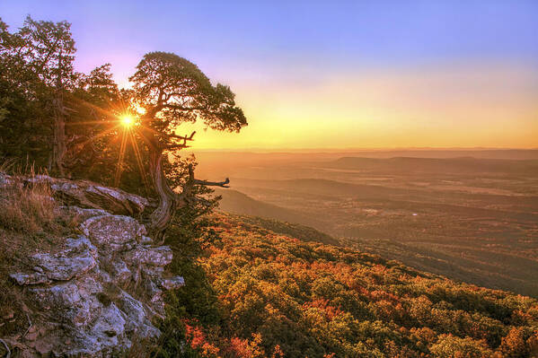Mt. Magazine Art Print featuring the photograph Daybreak on Mt. Magazine - Arkansas - Cedar Tree - Autumn by Jason Politte