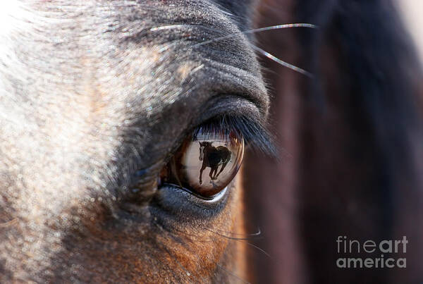 Horse Art Print featuring the photograph Daydream of a Horse by Lincoln Rogers