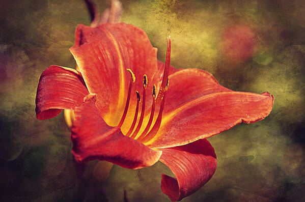 Summer Art Print featuring the photograph Daylily by Maria Angelica Maira