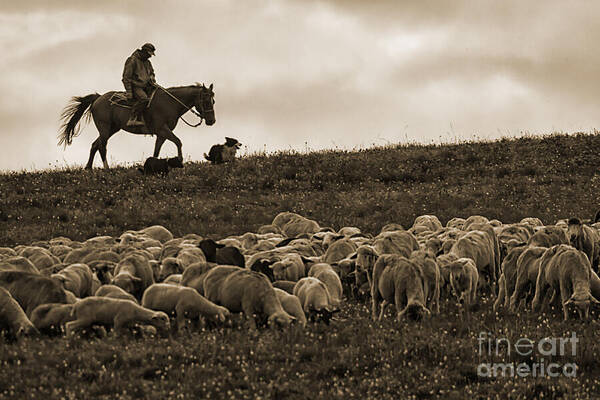 Sheep Art Print featuring the photograph Days End Sheep Herding by Priscilla Burgers