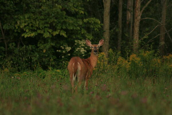 Deer Art Print featuring the photograph Deer Muskoka by Paula Brown