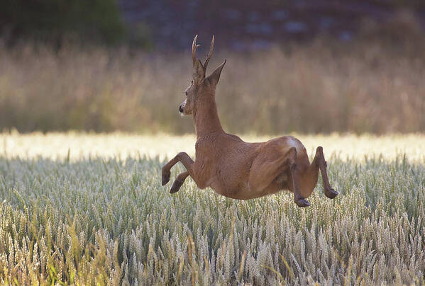 Deer Art Print featuring the photograph Deers Flying Over The Cornfield by Allan Wallberg