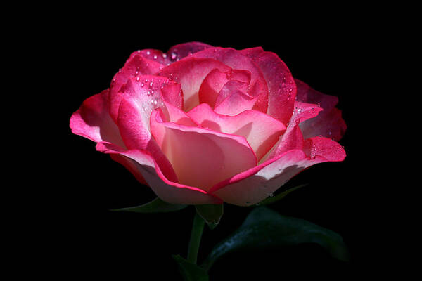 Rose Art Print featuring the photograph Delicate Fountain by Doug Norkum