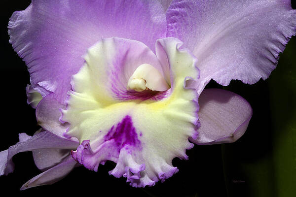 Orchid Art Print featuring the photograph Delicate Violet Orchid by Phyllis Denton