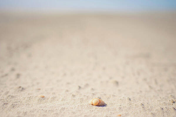 Tranquility Art Print featuring the photograph Denmark, Romo, Shell On Sand At North by Westend61