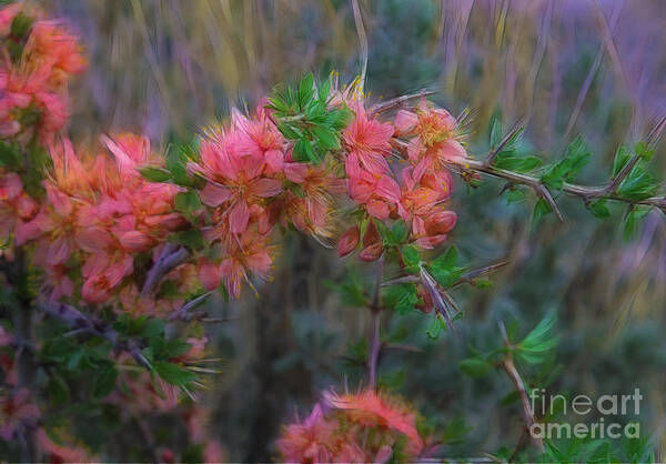 Wildflower Art Print featuring the photograph Desert Peach by Dianne Phelps