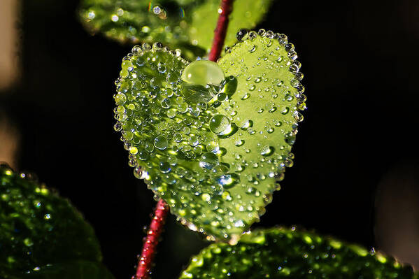 Nature Art Print featuring the photograph Dew Drops on a Leaf II by Michael Whitaker