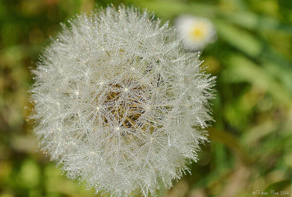 Beauty Art Print featuring the photograph Dew on Dandelion by Felicia Tica