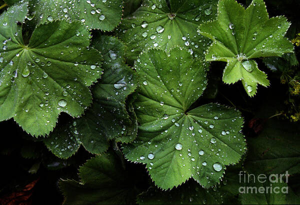 Color Art Print featuring the photograph Dew on Leaves by Tom Brickhouse