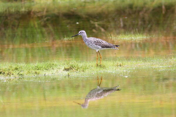 Greater Yellowlegs Art Print featuring the photograph Dew on the Grass by Travis Truelove