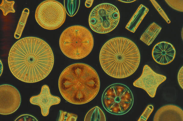 Diatom Art Print featuring the photograph Diatoms by Charles Gellis