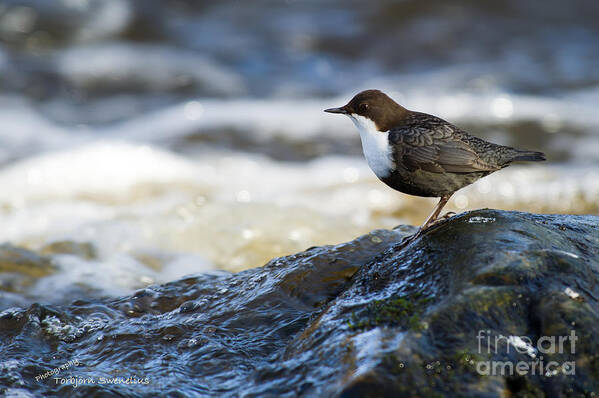 Dipper Profile Art Print featuring the photograph Dipper Profile by Torbjorn Swenelius