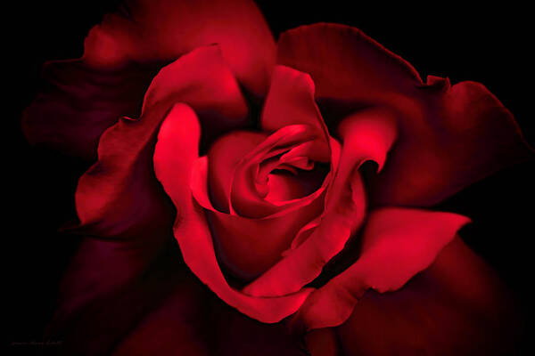 Rose Art Print featuring the photograph Haunting Red Rose Flower by Jennie Marie Schell