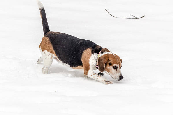 2015 Art Print featuring the photograph Dog in the Snow by Wade Brooks