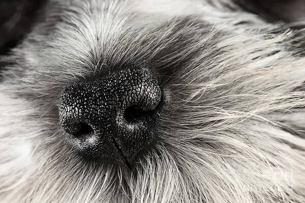 Puppy Art Print featuring the photograph Dog Nose by Stephanie Frey