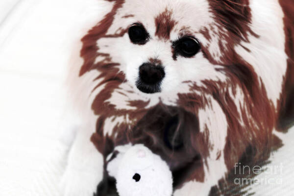 Dog Art Print featuring the photograph Dog playing with toy by Charline Xia