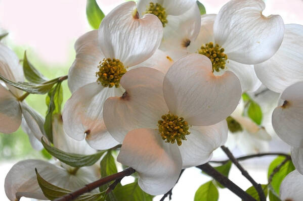 Floral Art Print featuring the photograph Dogwood Season Number One by Lena Wilhite