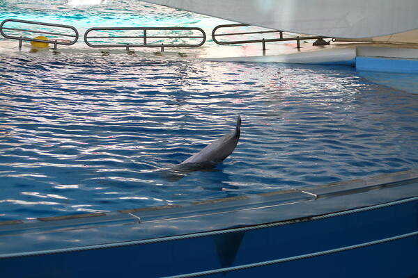 Inner Art Print featuring the photograph Dolphin Show - National Aquarium in Baltimore MD - 121223 by DC Photographer