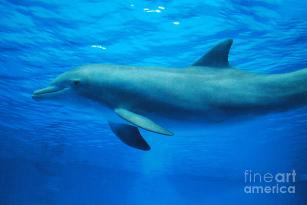 Dolphin Art Print featuring the photograph Dolphin Underwater by DejaVu Designs