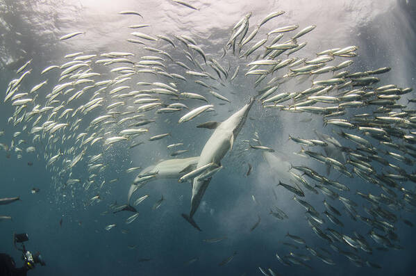 Mp Art Print featuring the photograph Dolphins Hunting Sardines by Pete Oxford