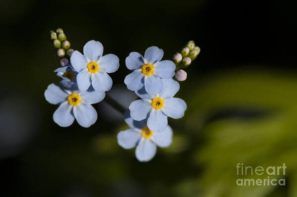 Forget-me-not Art Print featuring the photograph Don't Forget Me... by Dan Hefle