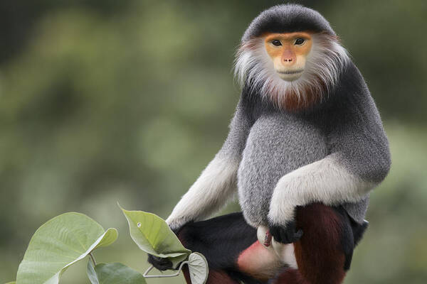 Cyril Ruoso Art Print featuring the photograph Douc Langur Male Vietnam by Cyril Ruoso