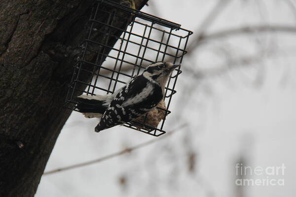 Downy Woodpecker Art Print featuring the photograph Downy Woodpecker by Yumi Johnson