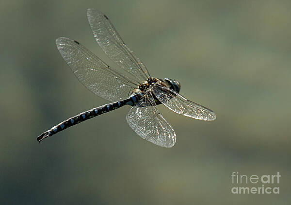 Paddle Tailed Darner Dragonfly Art Print featuring the photograph Dragonfly In Flight by Bob Christopher