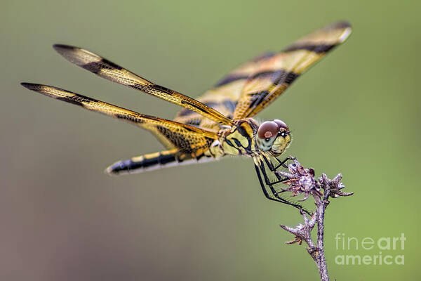 Dragonfly Art Print featuring the photograph The Halloween Pennant Dragonfly by Olga Hamilton